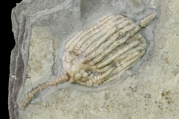 Fossil Crinoid (Eretmocrinus) - Gilmore City, Iowa #157211